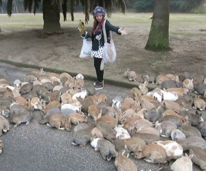 Ragazza contro centinaia di conigli