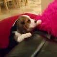 Vuole raggiungere la bimba sul divano, ecco cosa fa quando ci riesce