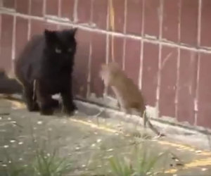 Ratto gigante non ha paura dei gatti