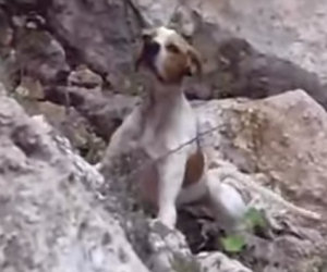 Cane abbandonato nel burrone vede i suoi salvatori, ecco la sua reazione