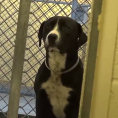 La tenera reazione di un cane che torna libero dopo giorni in canile