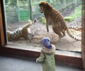 L'incredibile reazione di una tigre che viene svegliata all'improvviso