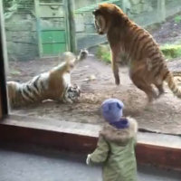 L'incredibile reazione di una tigre che viene svegliata all'improvviso