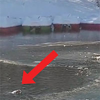 Si tuffa nel lago ghiacciato e salva un cane che sta per annegare