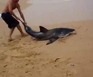 Questo ragazzo salva uno squalo bianco spiaggiato
