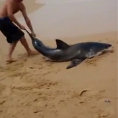 Questo ragazzo salva uno squalo bianco spiaggiato