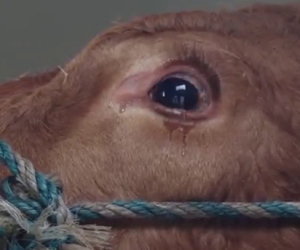 Una mucca viene salvata dal macello, ecco la sua reazione incredibile