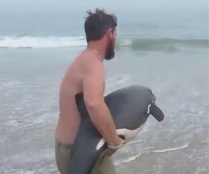 Il bellissimo salvataggio di un tenero delfino spiaggiato