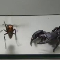 Scorpione contro un calabrone gigante, chi vincerà?