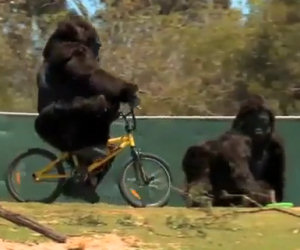 Due persone si travestono da gorilla e trollano i visitatori di uno zoo