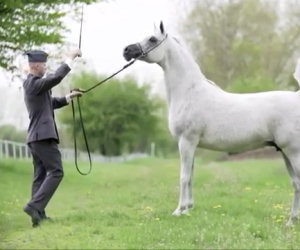 Un uomo e il suo elegante cavallo, un'intesa incredibile