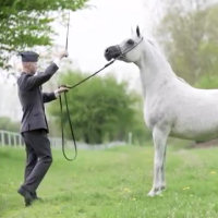 Un uomo e il suo elegante cavallo, un'intesa incredibile