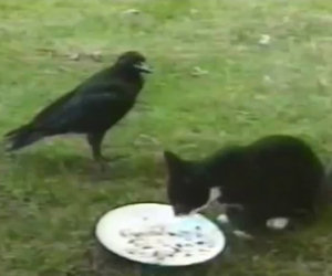 Strana amicizia tra un gatto e un corvo