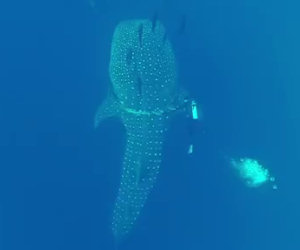 Un sub salva la vita ad un enorme squalo balena che nuota vicino a lui