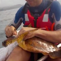 Salvano la vita ad una tartaruga marina mentre vanno in kayak