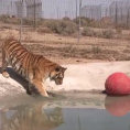 Due tigri vengono salvate e toccano l'acqua per la prima volta