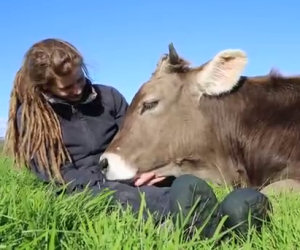 Un toro poggia la testa sulle gambe di una ragazza, è amore!