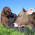 Un toro poggia la testa sulle gambe di una ragazza, è amore!