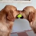 Due cani si contendono una palla, arriva il terzo e li frega entrambi