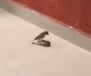Un uccellino rianima il suo amico e lo riporta letteralmente in vita