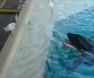 Un uccello si fida troppo di un'orca assassina... e fa molto male!