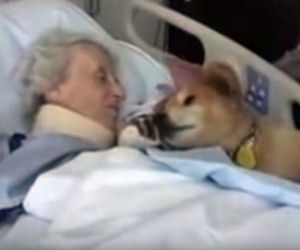 Questo cane ha 19 anni, il suo ultimo saluto ai suoi amici è da lacrime