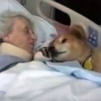 Questo cane ha 19 anni, il suo ultimo saluto ai suoi amici è da lacrime