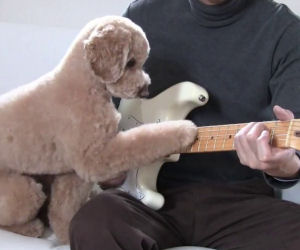 Un cane che suona la chitarra