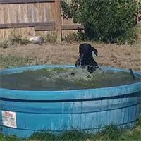 Questo cane si gode un bel bagno in piscina