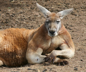 Un canguro muscoloso si mette in mostra