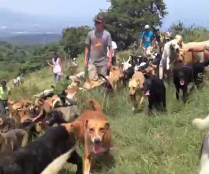 Un canile unico nel suo genere: 900 cani liberi sulla collina