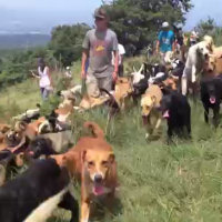 Un canile unico nel suo genere: 900 cani liberi sulla collina