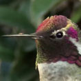 Questo colibrì è stupendo ma aspettate che muova la testa