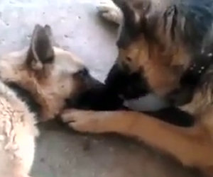 Questo cane assiste la sua compagna che ha appena partorito