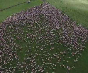 Un pastore filma il suo enorme gregge con un drone