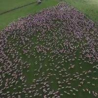 Un pastore filma il suo enorme gregge con un drone