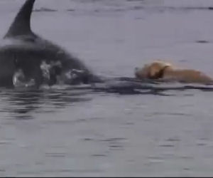 Un labrador ed un delfino nuotano ogni giorno insieme