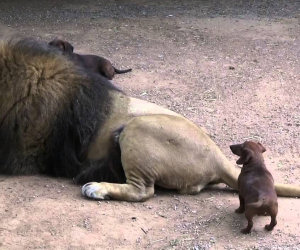 Un bassotto ed il suo migliore amico leone