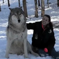 Un lupo gigante si siede vicino alla sua amica e gioca con lei