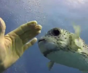 Un pesce palla incontra dei sub ed inizia a giocare con loro