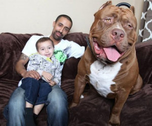 Ecco un incredibile pitbull gigante mentre gioca con i suoi cuccioli