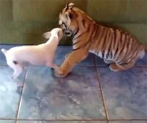 Un cucciolo di tigre gioca con un cane: guardate che dolcezza!