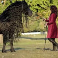 In questo video uno dei cavalli più belli e costosi al mondo