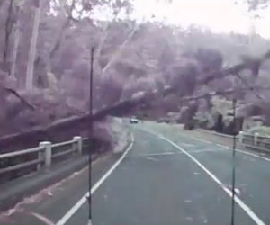 Mentre guida un'intera foresta viene spazzata via dal vento