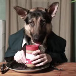 Cane mangia come persona