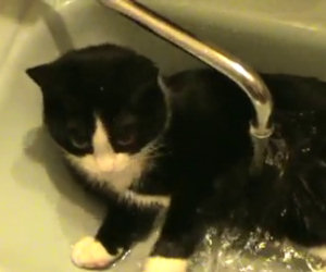 Ecco un gatto che ama fare il bagno