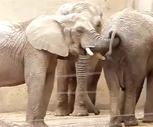 Elefante mangia la cacca di un amico