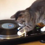 Formidabile gatto DJ