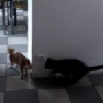 Gatti giocano a nascondino