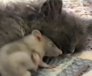 Gatto e topo dormono insieme